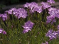 Dianthus plumarius Godzik postrzępiony